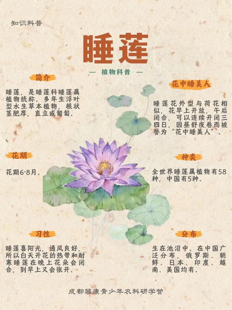 睡莲的花期长吗?从品种到养护,这份完整指南告诉你答案 延长睡莲花期的5个养护技巧