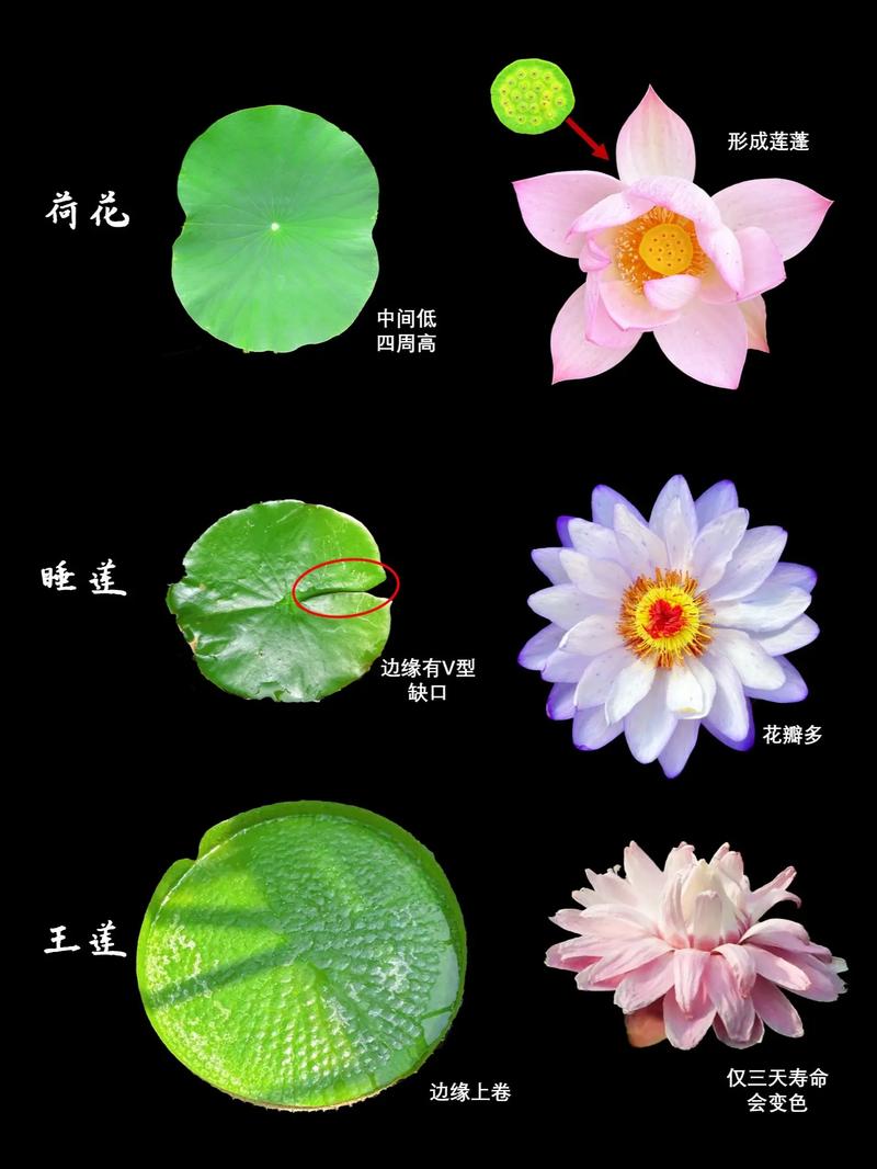 睡莲的花期长吗?从品种到养护,这份完整指南告诉你答案 睡莲不开花或花期短的常见原因与解决