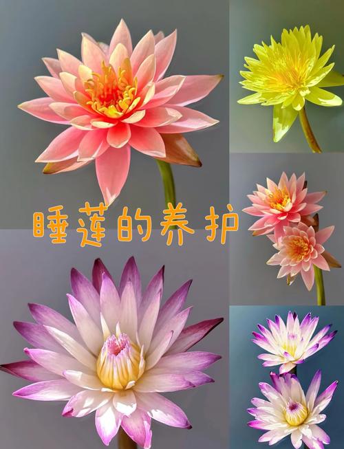 睡莲的花期长吗?从品种到养护,这份完整指南告诉你答案 总结