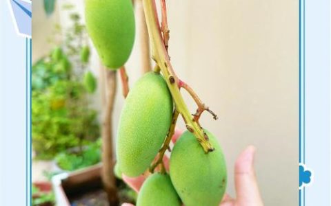 芒果盆栽种植全攻略：从选种到挂果的详细步骤指南