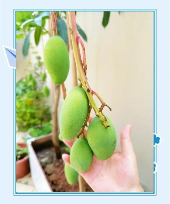 芒果盆栽种植全攻略：从选种到挂果的详细步骤指南