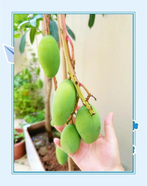 芒果盆栽种植全攻略:从选种到挂果的详细步骤指南 一、适宜时间