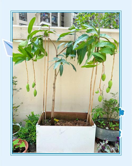 芒果盆栽种植全攻略:从选种到挂果的详细步骤指南 三、栽前处理