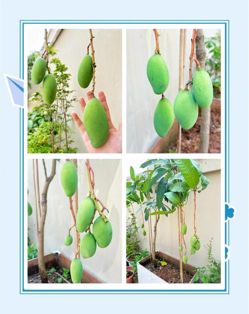 芒果盆栽种植全攻略:从选种到挂果的详细步骤指南 四、栽植深度
