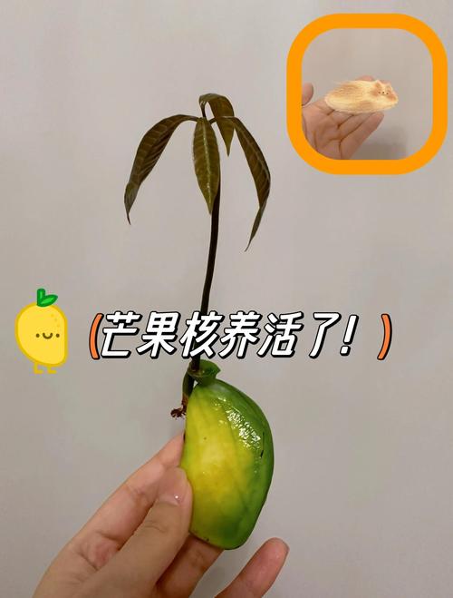 芒果盆栽种植全攻略:从选种到挂果的详细步骤指南 六、缓苗管理