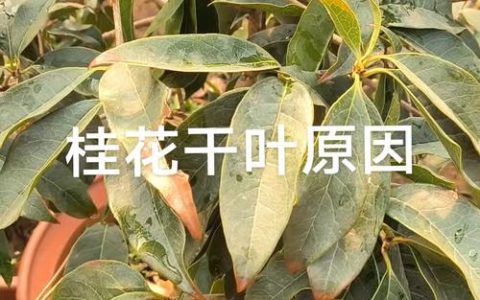 桂花叶子干怎么回事？原因分析与解决指南