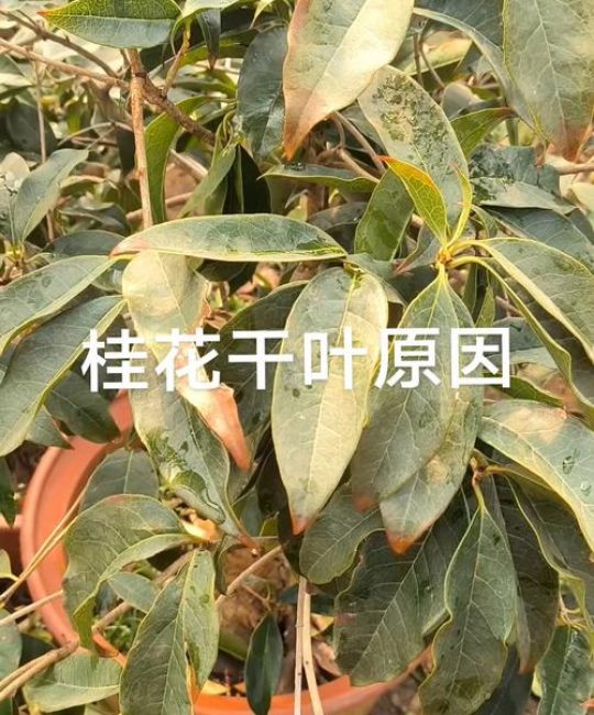 桂花叶子干怎么回事？原因分析与解决指南