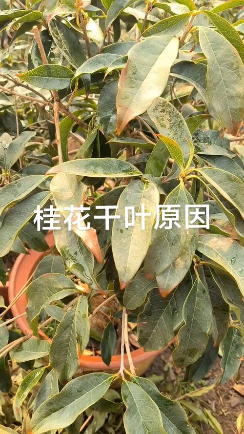 桂花叶子干怎么回事?原因分析与解决指南 一、浇水不当:过多或过少