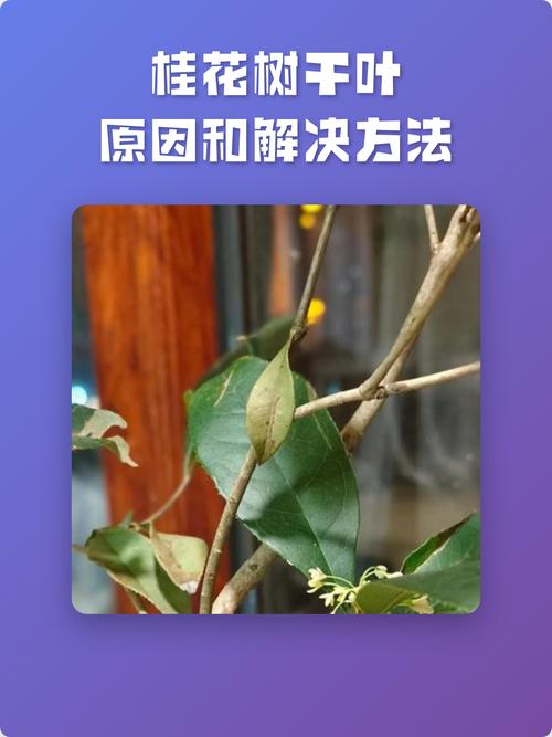 桂花叶子干怎么回事?原因分析与解决指南 四、空气干燥