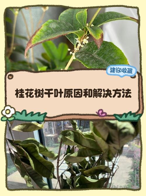 桂花叶子干怎么回事?原因分析与解决指南 五、施肥不当:烧根或饥饿