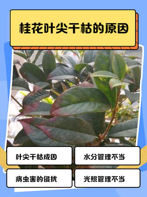 桂花叶子干怎么回事?原因分析与解决指南 六、病虫害侵袭