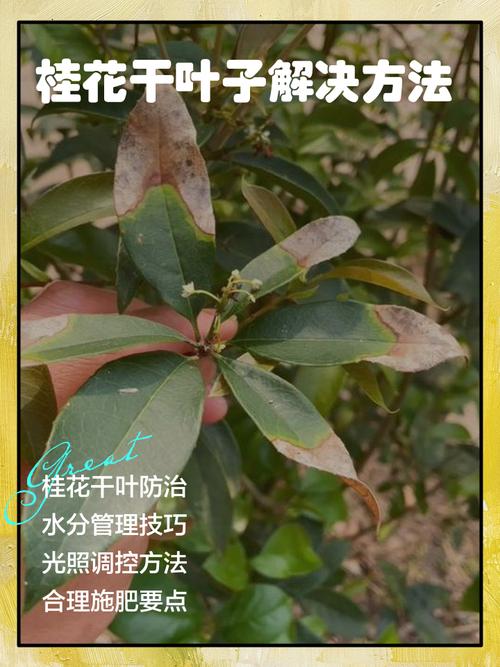 桂花叶子干怎么回事?原因分析与解决指南 七、温度不适