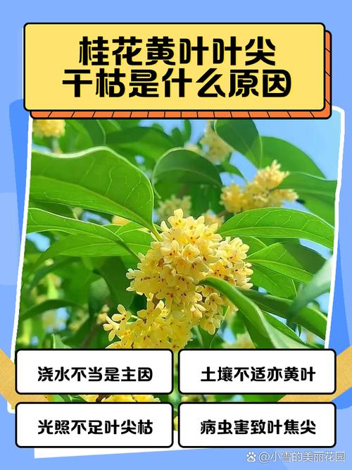 桂花叶子干怎么回事?原因分析与解决指南 总结