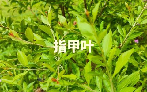 什么植物熬水可以染发？常见天然植物与使用思路分享