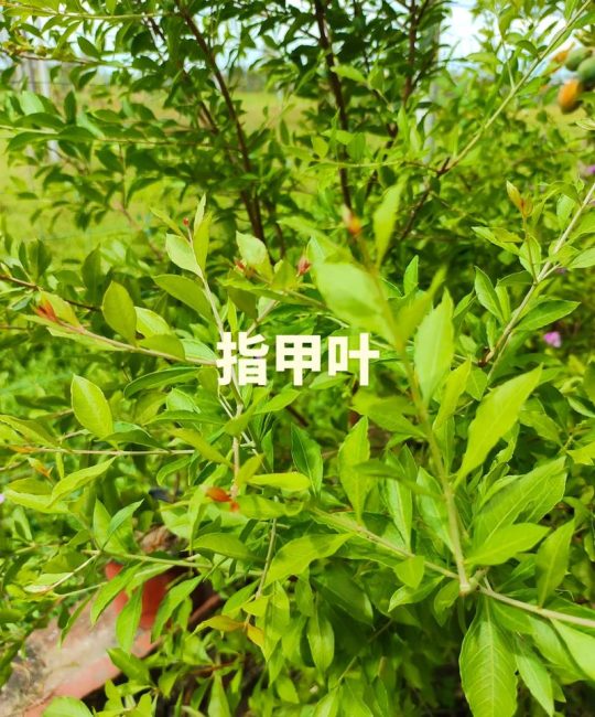 什么植物熬水可以染发？常见天然植物与使用思路分享