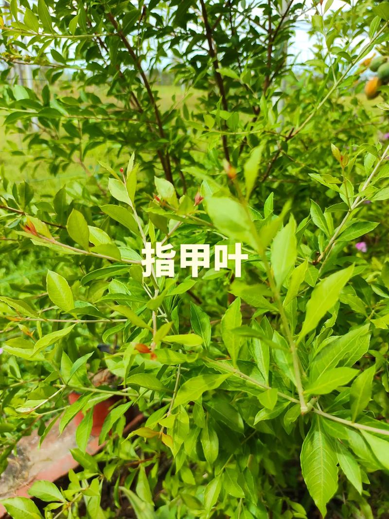 什么植物熬水可以染发?常见天然植物与使用思路分享 一、常见可用于染发的植物