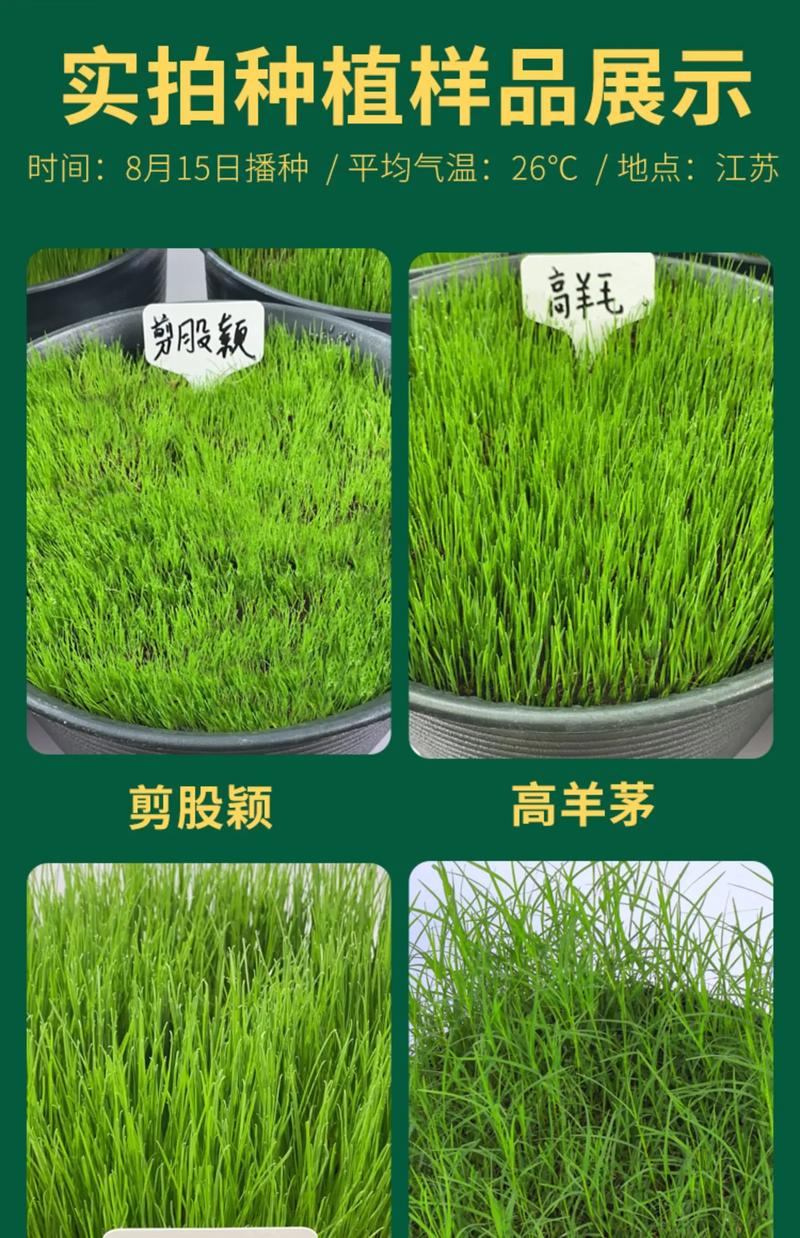 草籽能生鱼吗?专家解答草坪种子的真实用途与养护误区 为什么有人误以为“草籽能生鱼”?