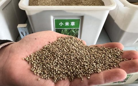 草籽能生鱼吗？专家解答草坪种子的真实用途与养护误区
