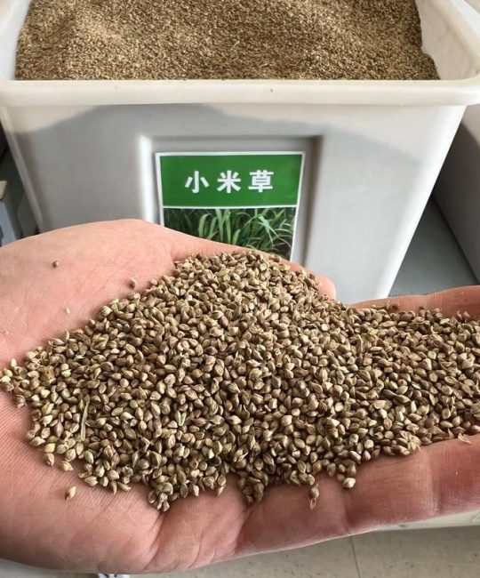 草籽能生鱼吗？专家解答草坪种子的真实用途与养护误区