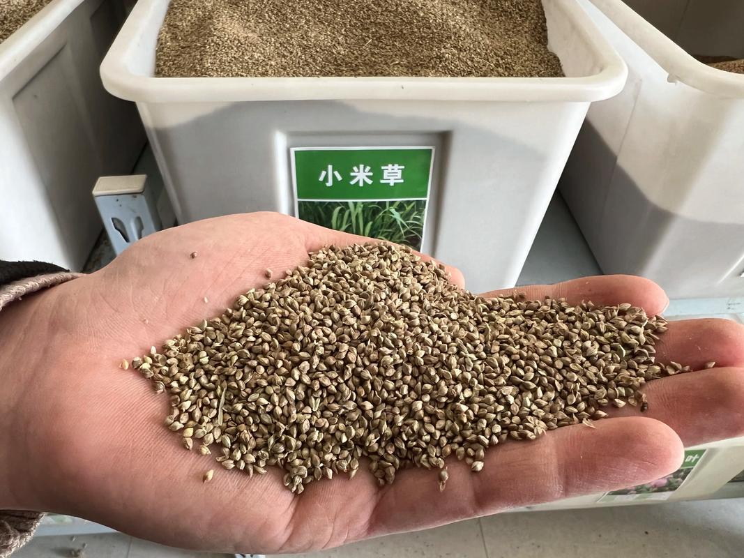 草籽能生鱼吗?专家解答草坪种子的真实用途与养护误区 草籽的本质:草坪建植的起点