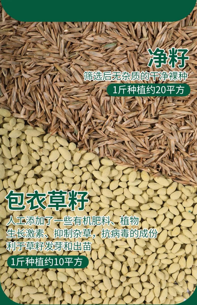 草籽能生鱼吗?专家解答草坪种子的真实用途与养护误区 常见问题(FAQ)