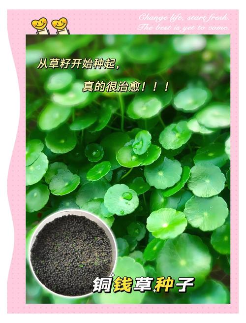 铜钱草有好多白虫怎么办?全面防治指南 二、紧急处理:物理清除法