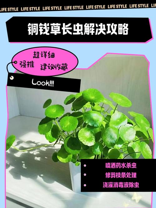 铜钱草有好多白虫怎么办?全面防治指南 四、针对不同虫害的专项方案