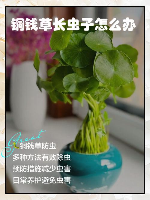 铜钱草有好多白虫怎么办?全面防治指南 五、预防措施:让白虫不再来