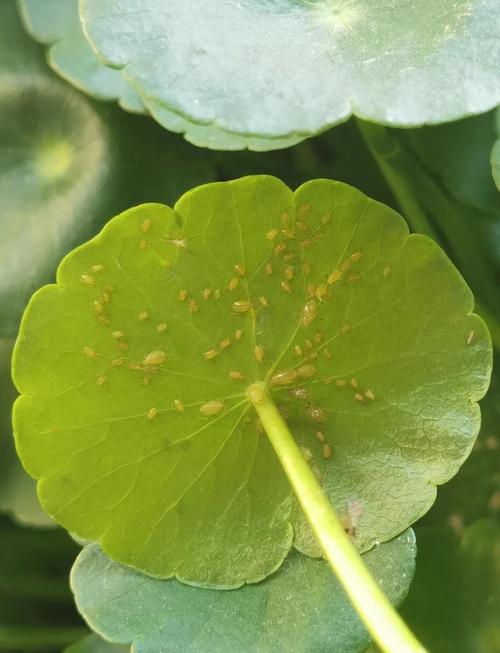 铜钱草有好多白虫怎么办?全面防治指南 三、进阶方案:安全用药与环境调整