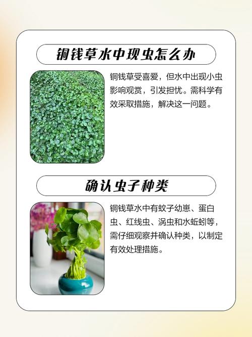 铜钱草有好多白虫怎么办?全面防治指南 结语