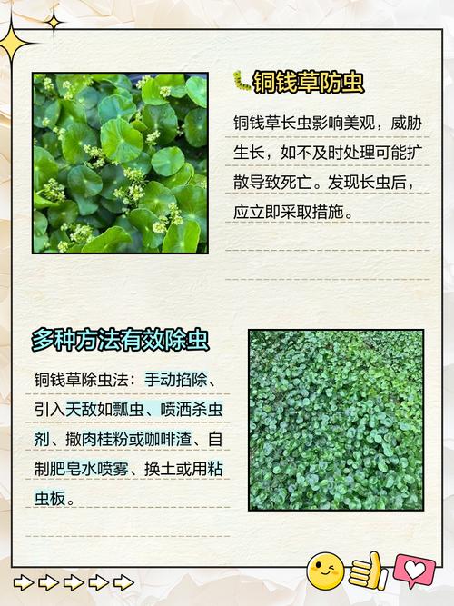 铜钱草有好多白虫怎么办?全面防治指南 六、特殊情况处理