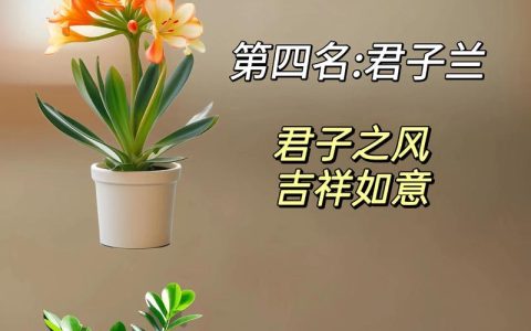 属羊人养什么花最好运气最旺？这五种吉祥花助你招财纳福