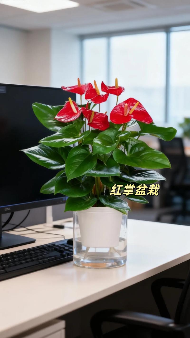 属羊人养什么花最好运气最旺?这五种吉祥花助你招财纳福 二、君子兰:旺贵人运,提升事业