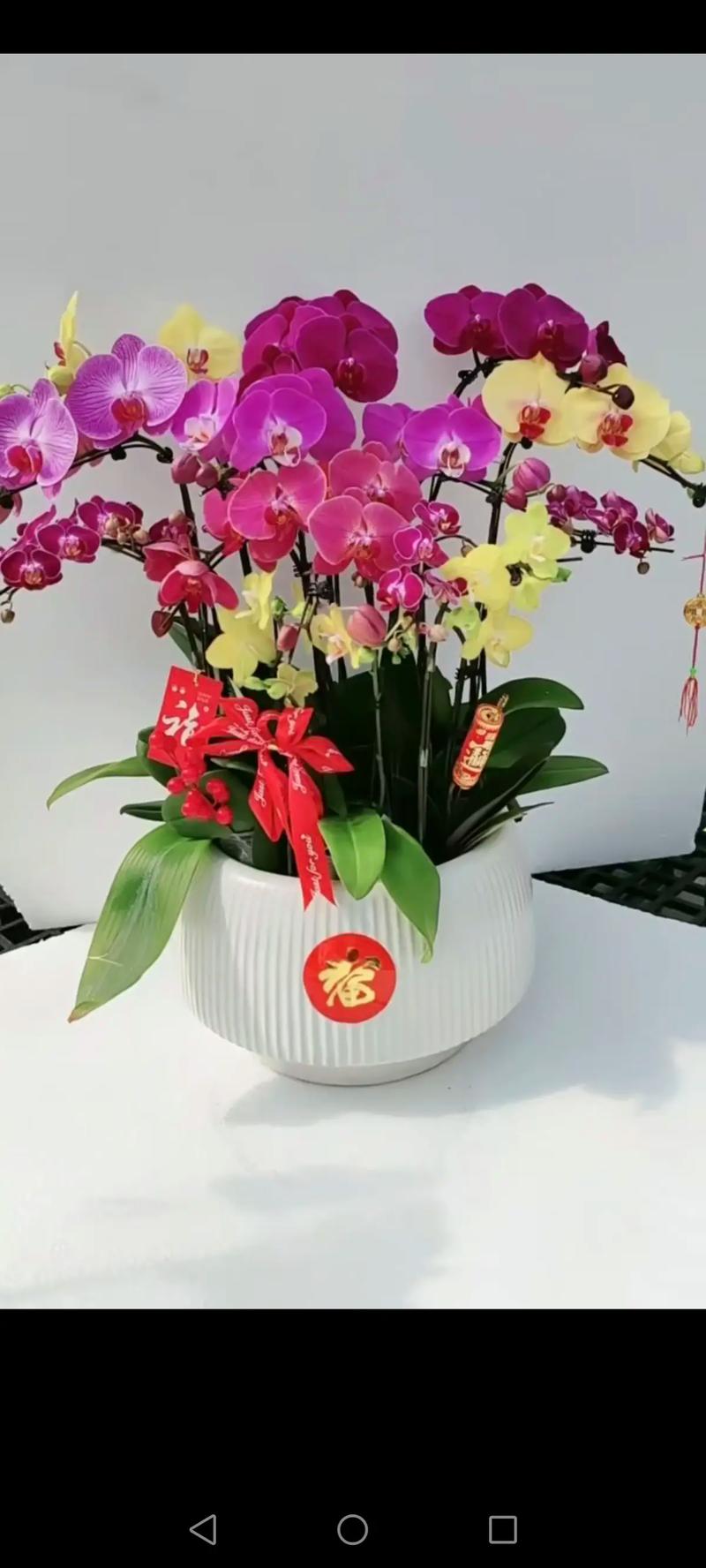 属羊人养什么花最好运气最旺?这五种吉祥花助你招财纳福 三、长寿花:健康长寿,家庭和睦