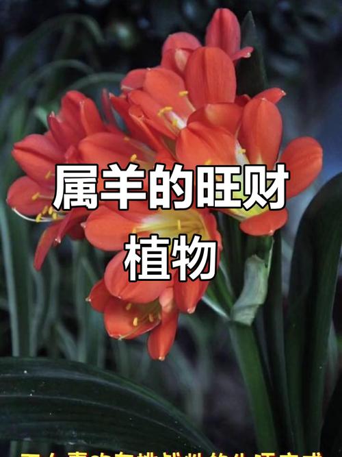 属羊人养什么花最好运气最旺?这五种吉祥花助你招财纳福 结语