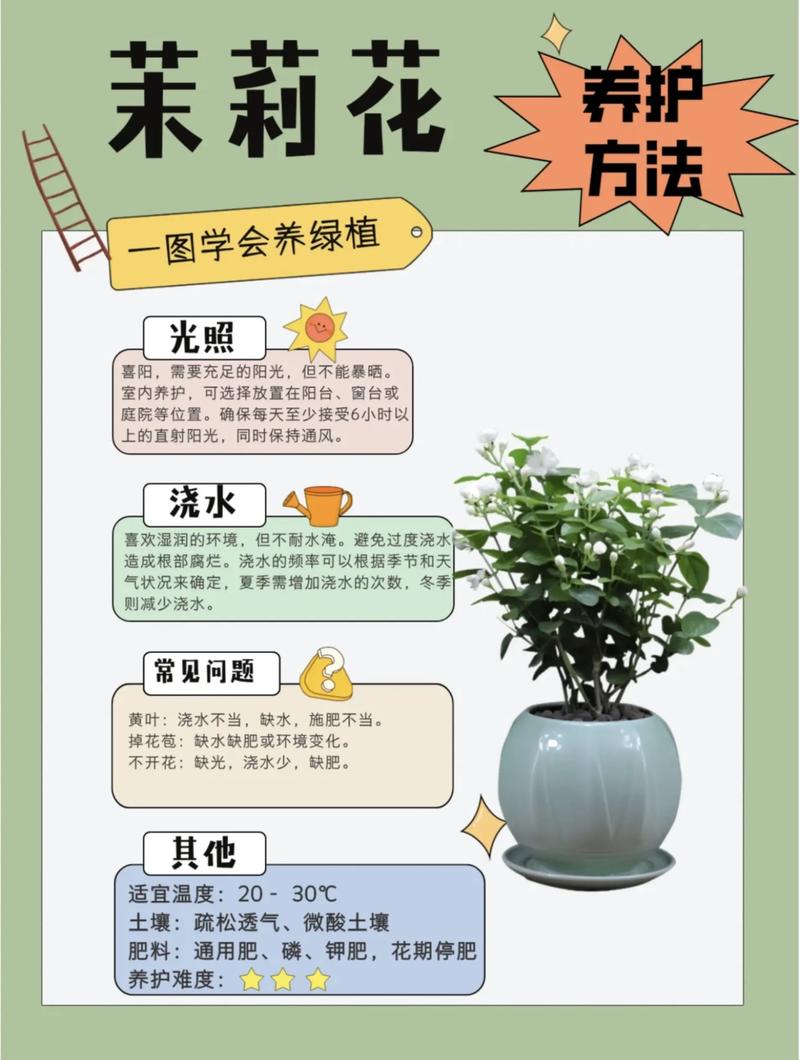 如何养好盆栽植物?从浇水到换盆的全方位家庭养护指南 施肥:薄肥勤施,生长期每10-15天补充一次通用液肥