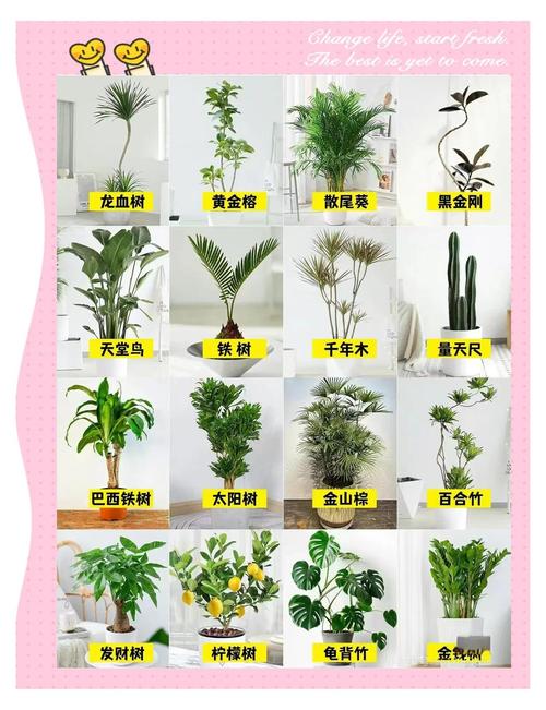 如何养好盆栽植物?从浇水到换盆的全方位家庭养护指南 换盆:每1-2年换一次盆土,发现根系长满盆底就是换盆信号