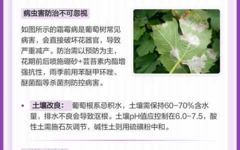 葡萄树不结果六大核心原因与解决方案