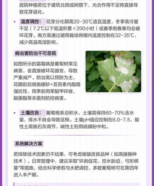 葡萄树不结果六大核心原因与解决方案