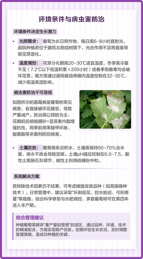 葡萄树不结果六大核心原因与解决方案 修剪失误是导致葡萄树不结果的首要原因