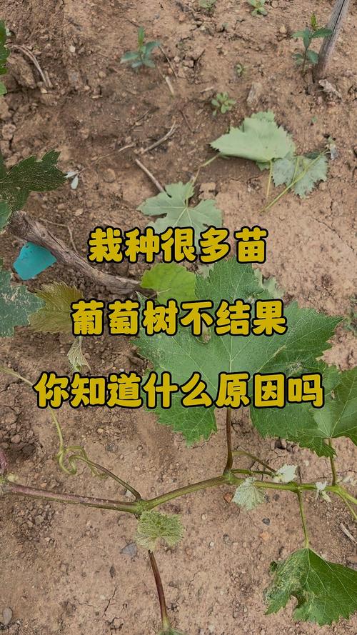 葡萄树不结果六大核心原因与解决方案 授粉不良是葡萄树坐果率低的直接原因