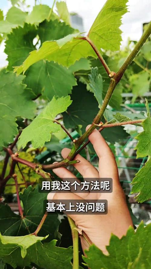 葡萄树不结果六大核心原因与解决方案 品种不适导致葡萄树无法正常结果