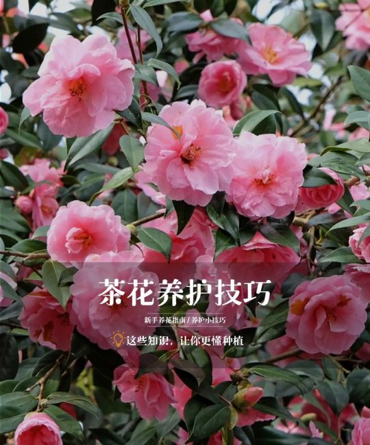 家里适合种茶花吗？手把手教你栽种养护全流程，轻松成活花开满盆