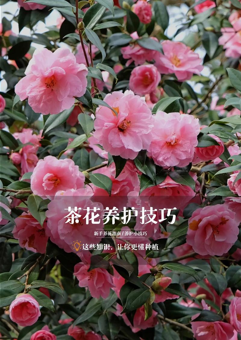 家里适合种茶花吗?手把手教你栽种养护全流程,轻松成活花开满盆 一、适宜时间