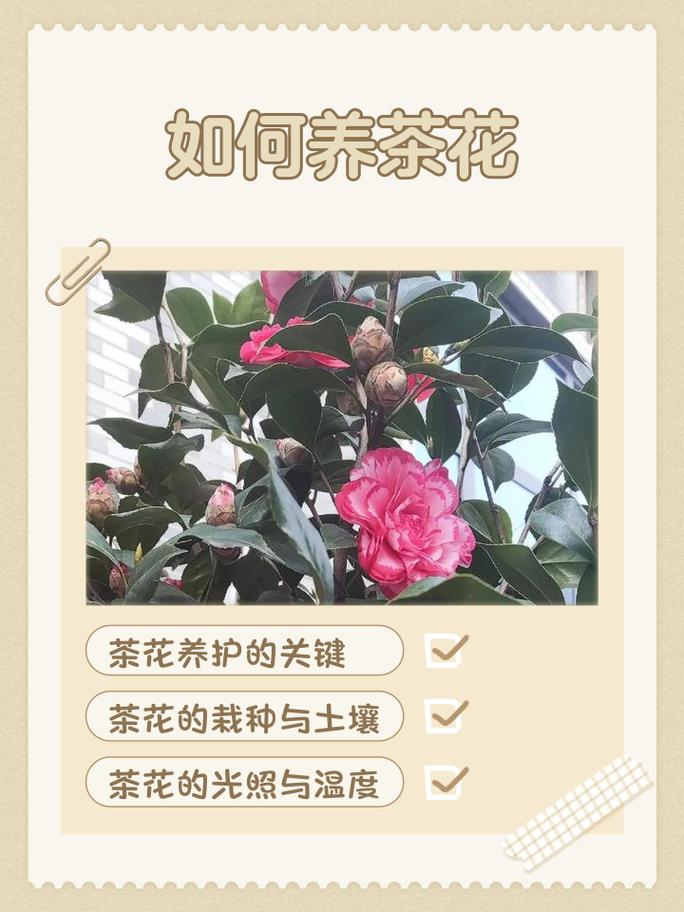 家里适合种茶花吗?手把手教你栽种养护全流程,轻松成活花开满盆 六、缓苗管理