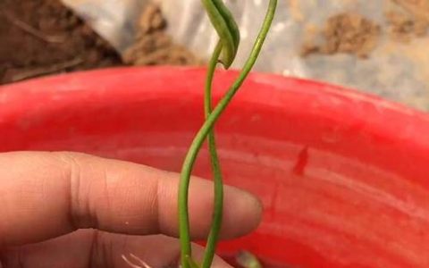 水培碗莲种子种植方法全过程：从破壳到开花的全流程指南