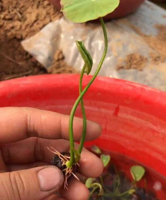 水培碗莲种子种植方法全过程：从破壳到开花的全流程指南