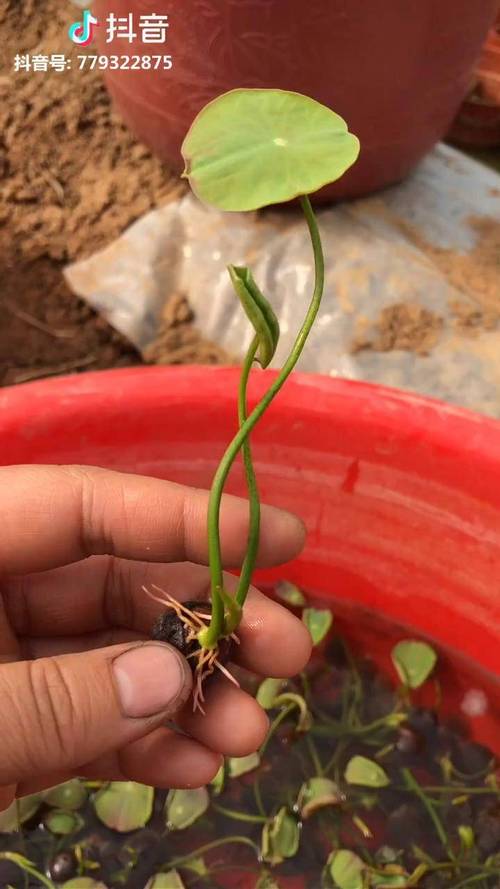 水培碗莲种子种植方法全过程:从破壳到开花的全流程指南 水培碗莲种子种植方法全过程:从破壳到开花的全流程指南