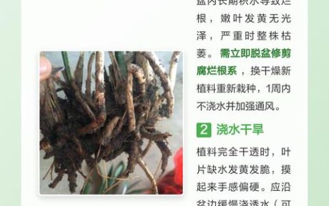 兰花叶子发黄怎么办？常见原因与实用处理技巧