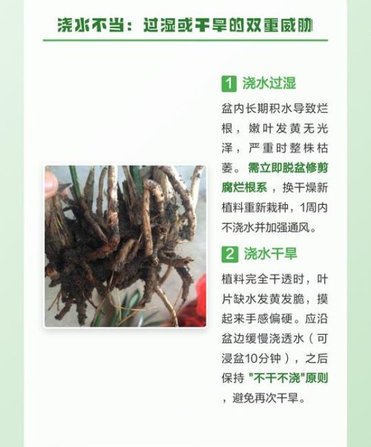 兰花叶子发黄怎么办？常见原因与实用处理技巧